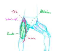 anatomy artist:tegaki // 1282x1156 // 71.5KB